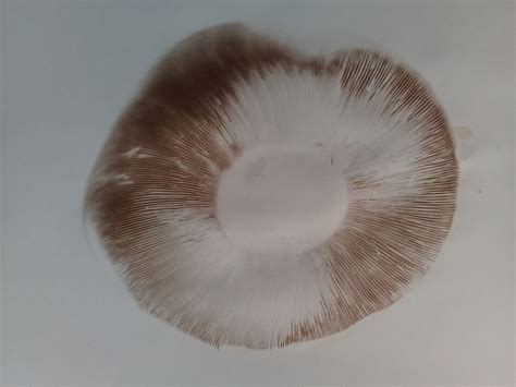 The Diversity of Magic Mushroom Spore Prints: Patterns and Colors